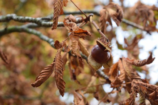 kastanitsa_arkadia_kastano_diakopes1
