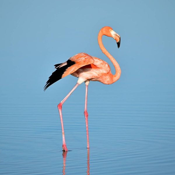 porto_lagos_flamingo_diakopes