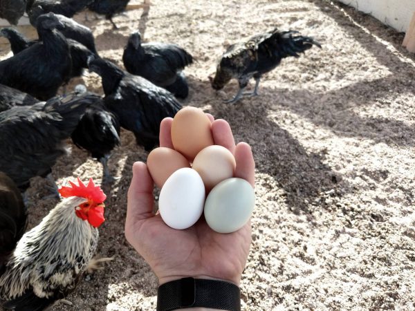 αυγά κότες αγροτουρισμός