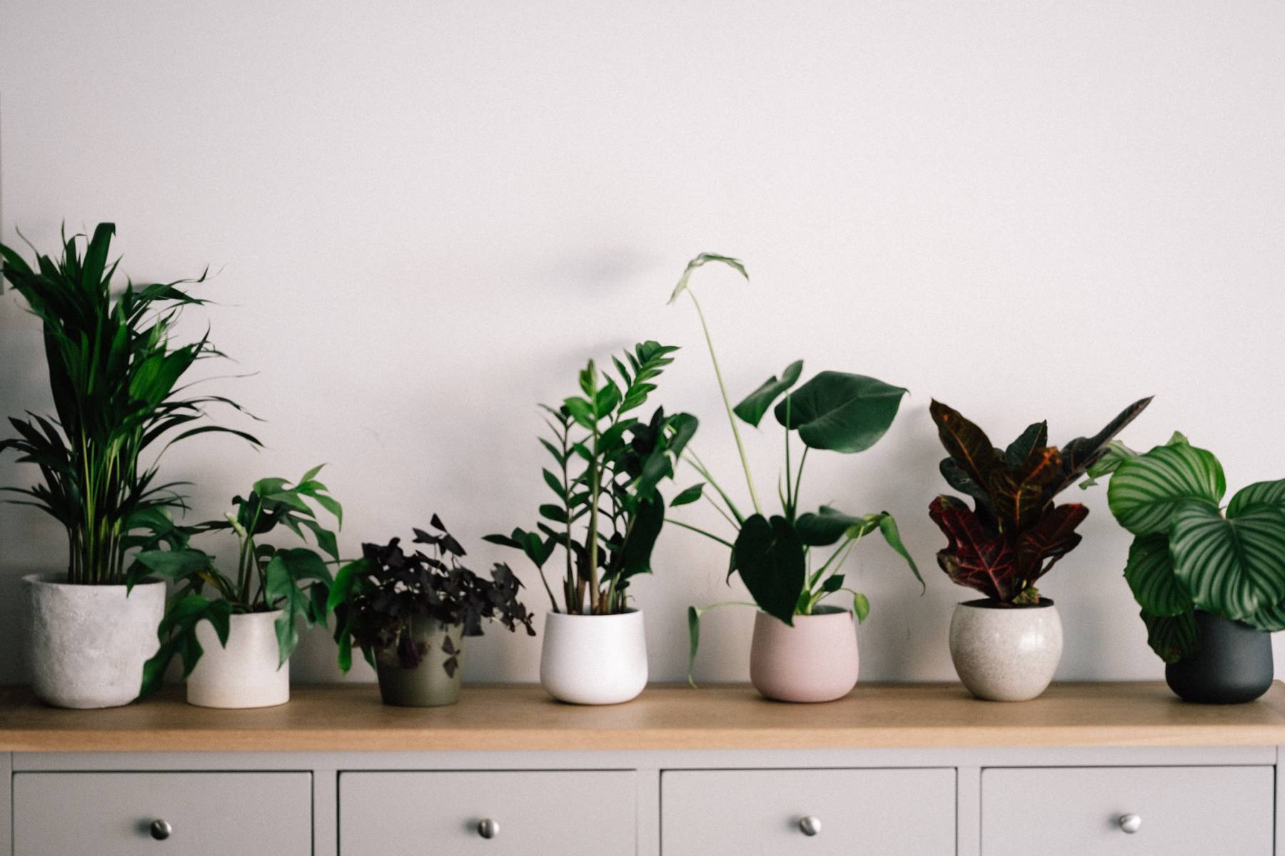 5 φυτά που θα καθαρίσουν την ατμόσφαιρα του σπιτιού σας