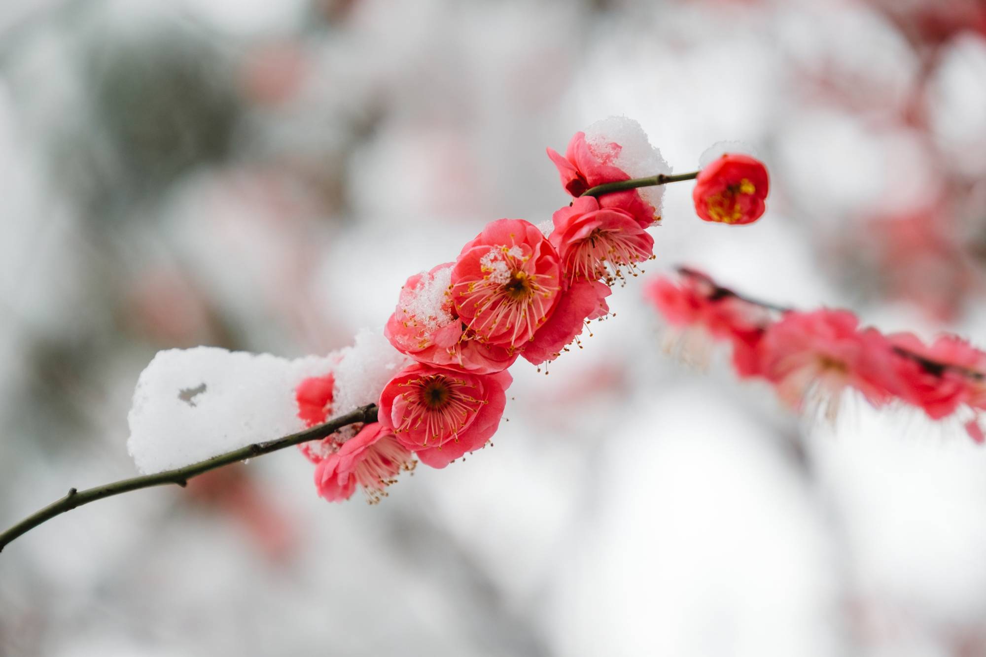 Πώς θα προστατέψετε τα φυτά σας από το χιόνι και τον παγετό
