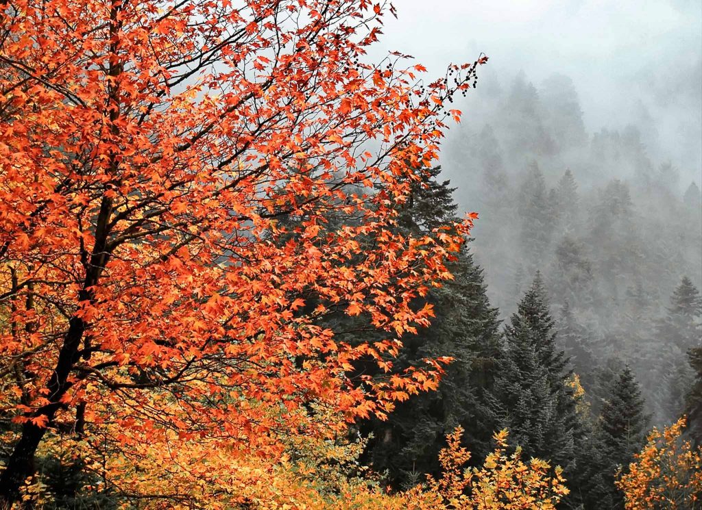 Autumn misty landscape near Elati, Trikala, Greece