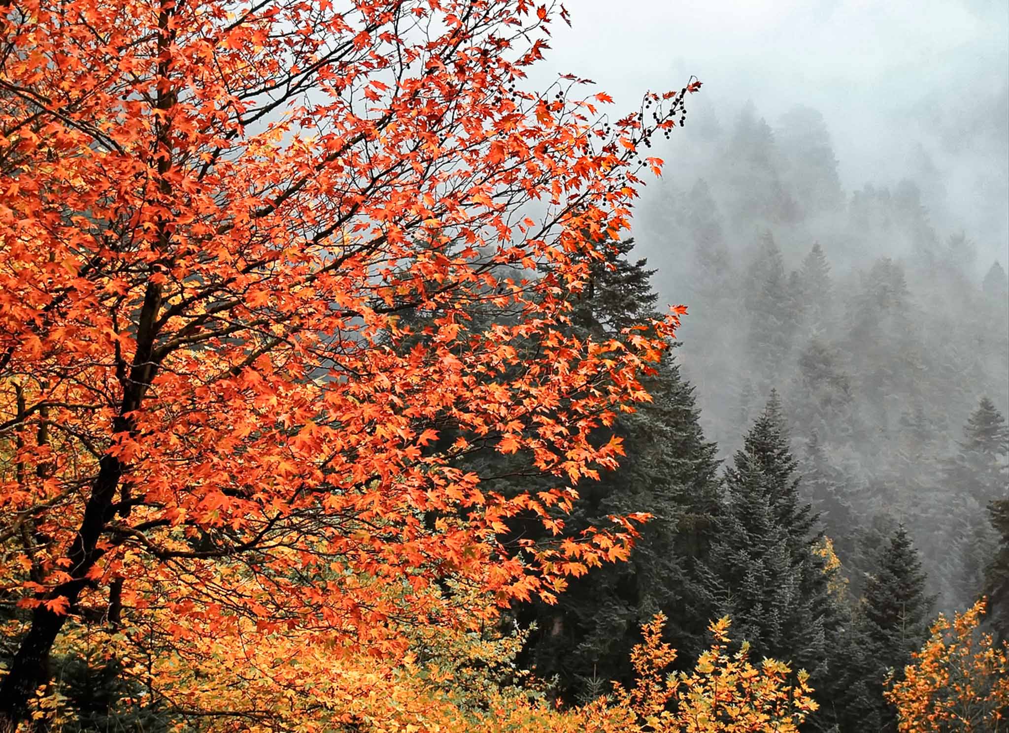 Autumn misty landscape near Elati, Trikala, Greece