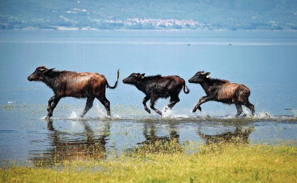 κερκίνη