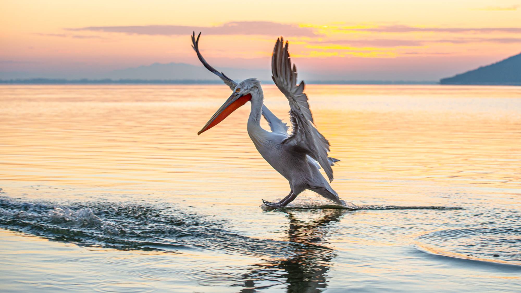 Λιμνοθάλασσα της Γιάλοβας: Ένας σημαντικός βιότοπος και προορισμός για birdwatching