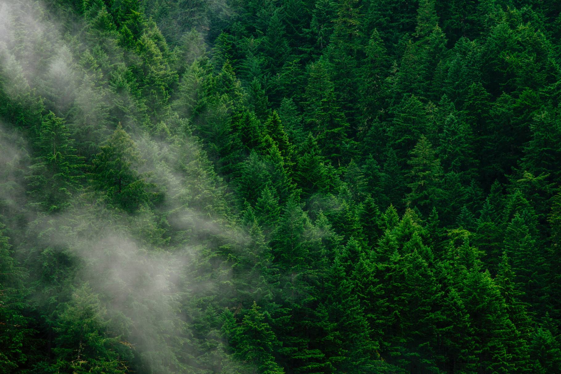 Εξερευνήστε το Δάσος Ελατιάς: Εκεί που η φύση οργιάζει
