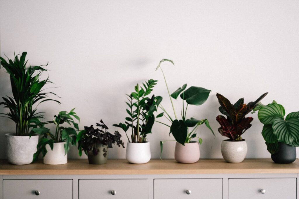 5 φυτά που θα καθαρίσουν την ατμόσφαιρα του σπιτιού σας