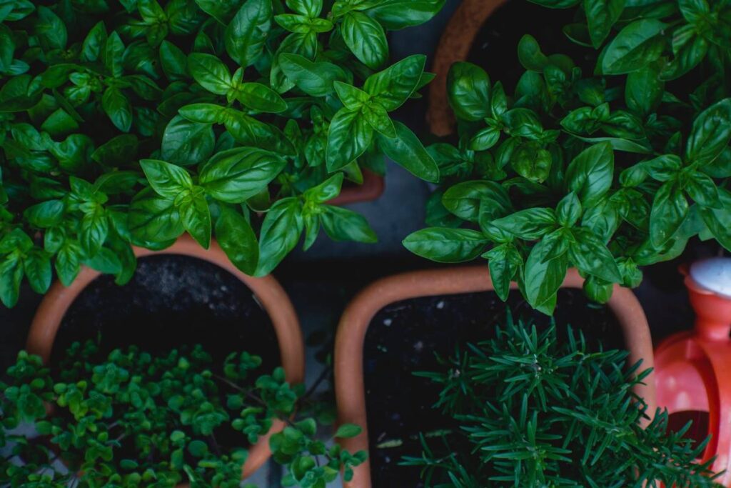 5+1 αρωματικά φυτά για να καλλιεργήσετε στο σπίτι σας