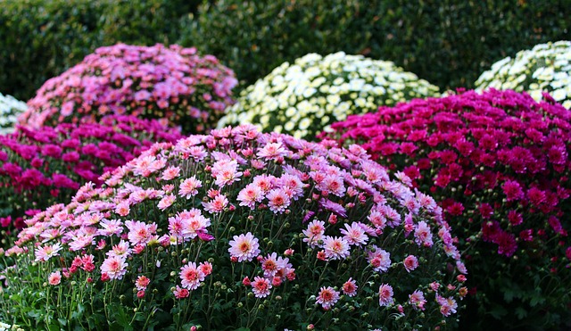 Φροντίστε τον κήπο σας: Τα λουλούδια που ανθίζουν το φθινόπωρο