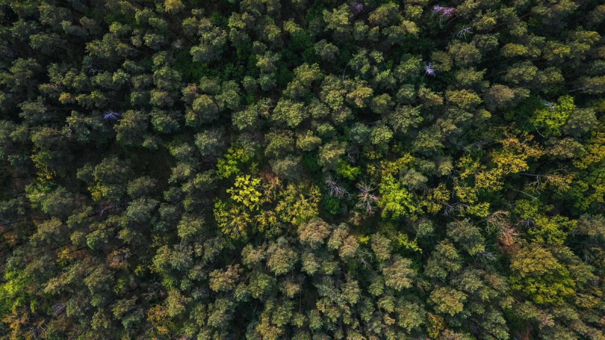 Παρθένο Δάσος Χαϊντούς: Οι υπεραιωνόβιες οξιές της Ροδόπης