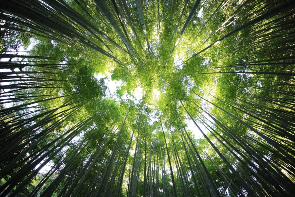 Γνωρίστε το Παρθένο Δάσος Φρακτού: Ένα μνημείο της φύσης