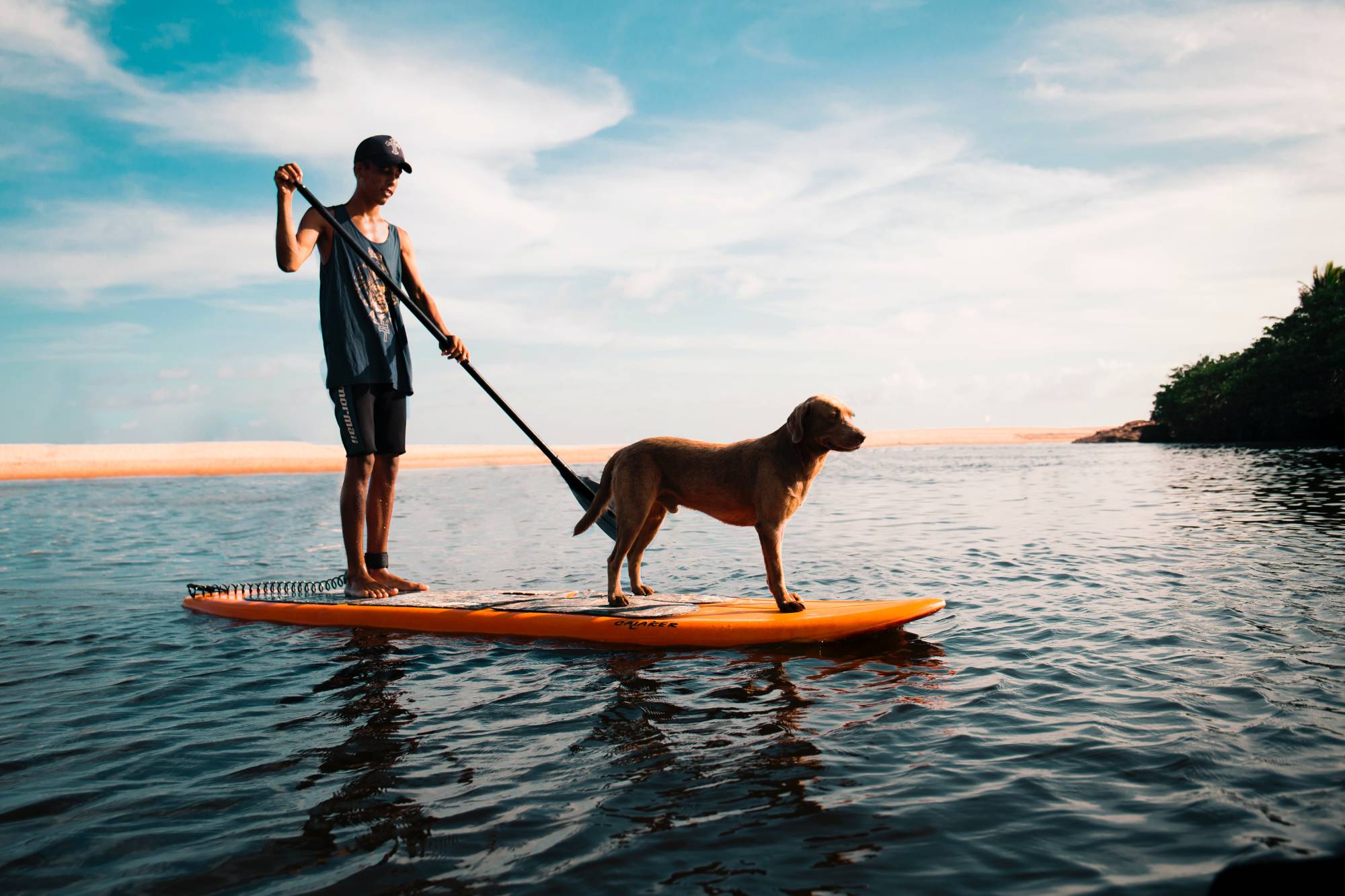 Αυτά είναι τα καλύτερα νησιά για διακοπές με τον σκύλο σας