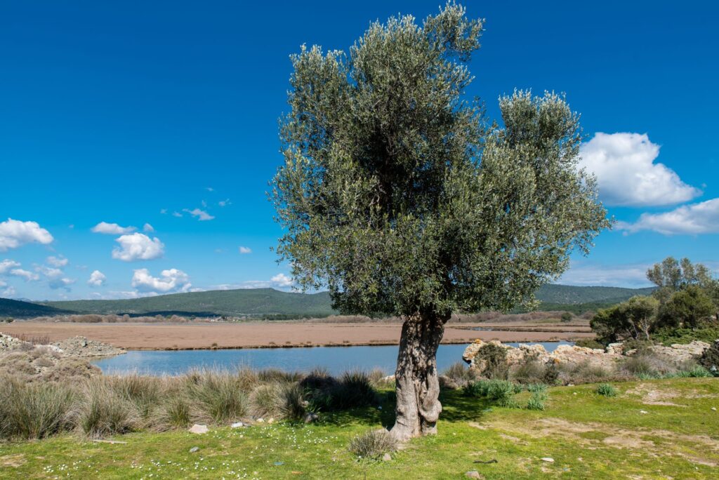 KΑΛΛΟΝΉ – ΣΚΆΛΑ KΑΛΛΟΝΉΣ