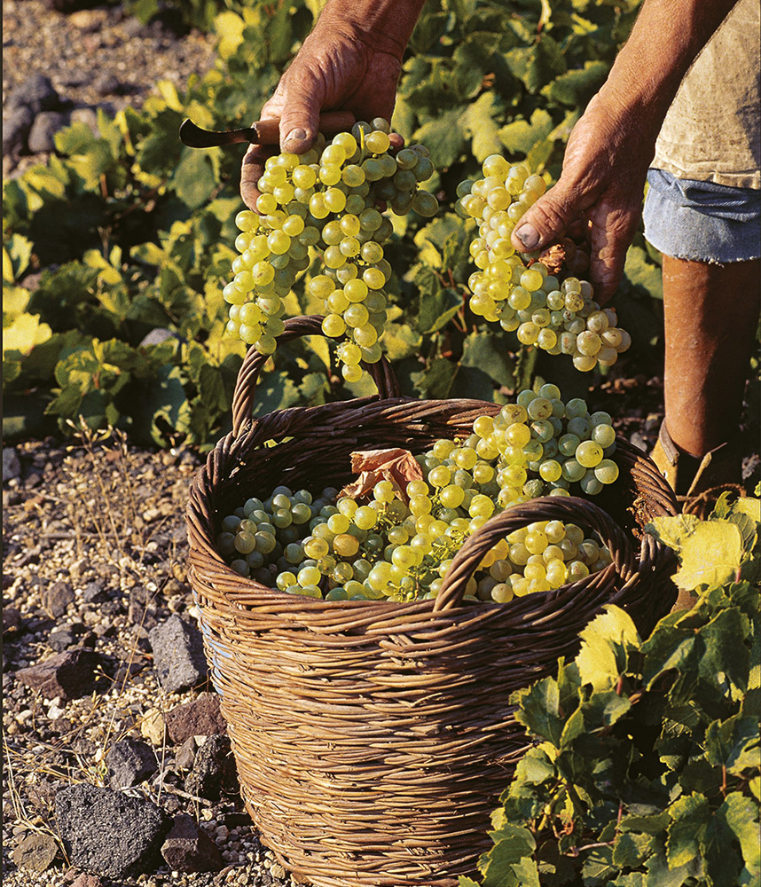 santorini-wine-museum-production-then-and-now-001