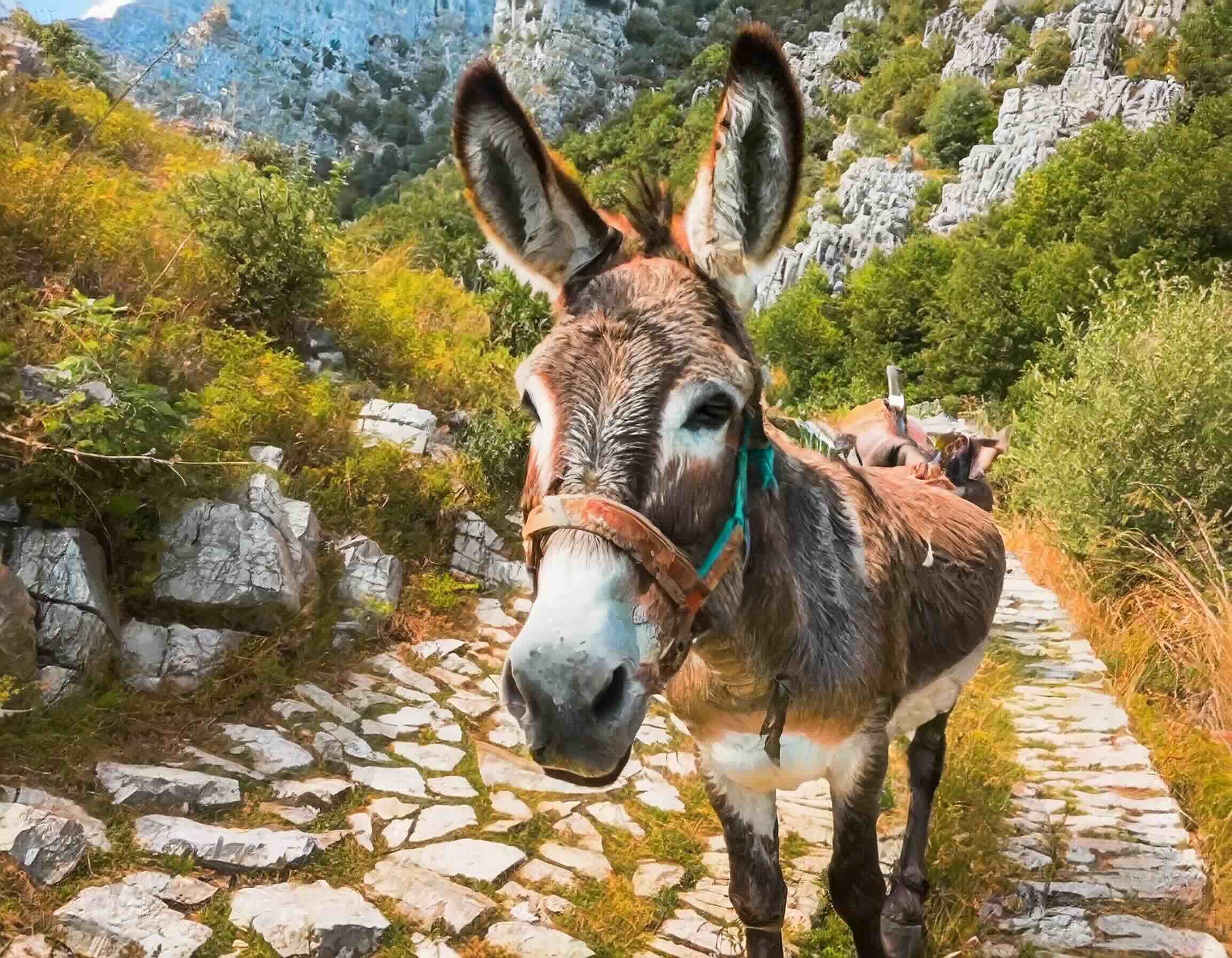 Firefly-donkey-closeup-greece-hiking-trail-Ipirus-Zagorochoria-63405