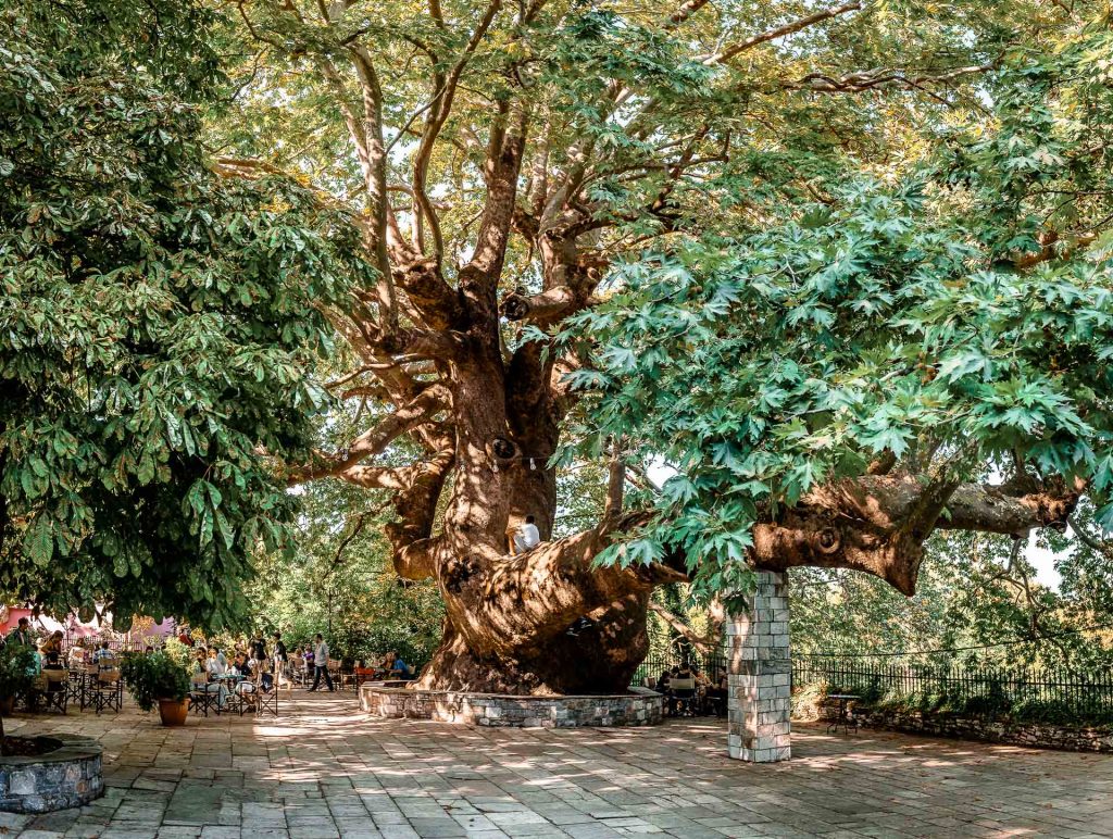 The more than 1000 years giant plane tree in Tsagarada, Magnesia, Greece.