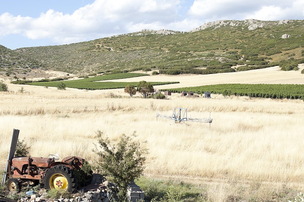 Η Θηβαϊκή Γη οινοποιεί μικρά αριστουργήματα