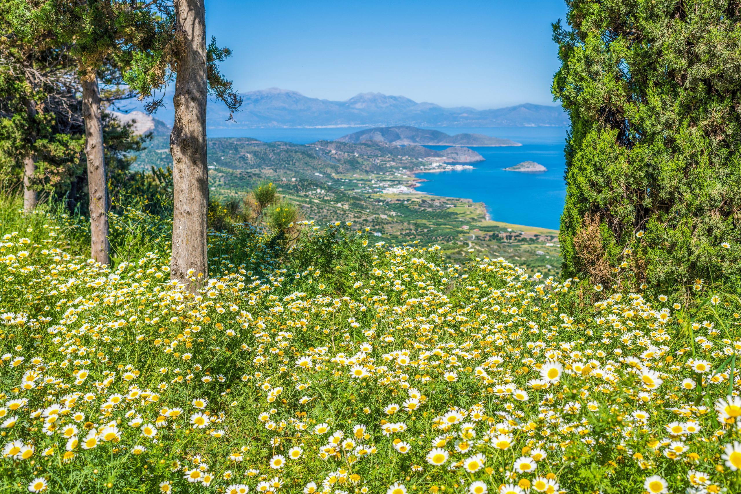 Chamomile field flowers in the mountain