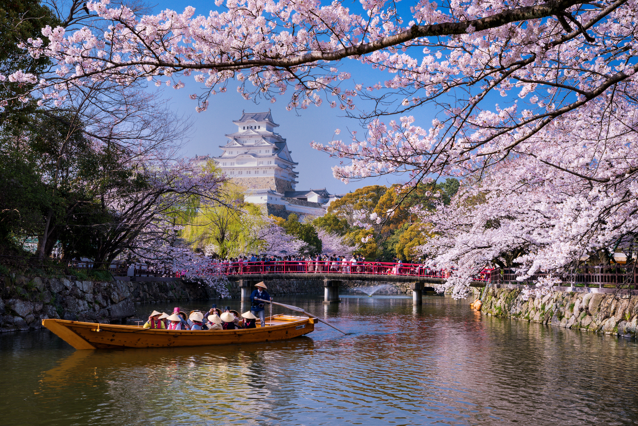 Sakura in Japan