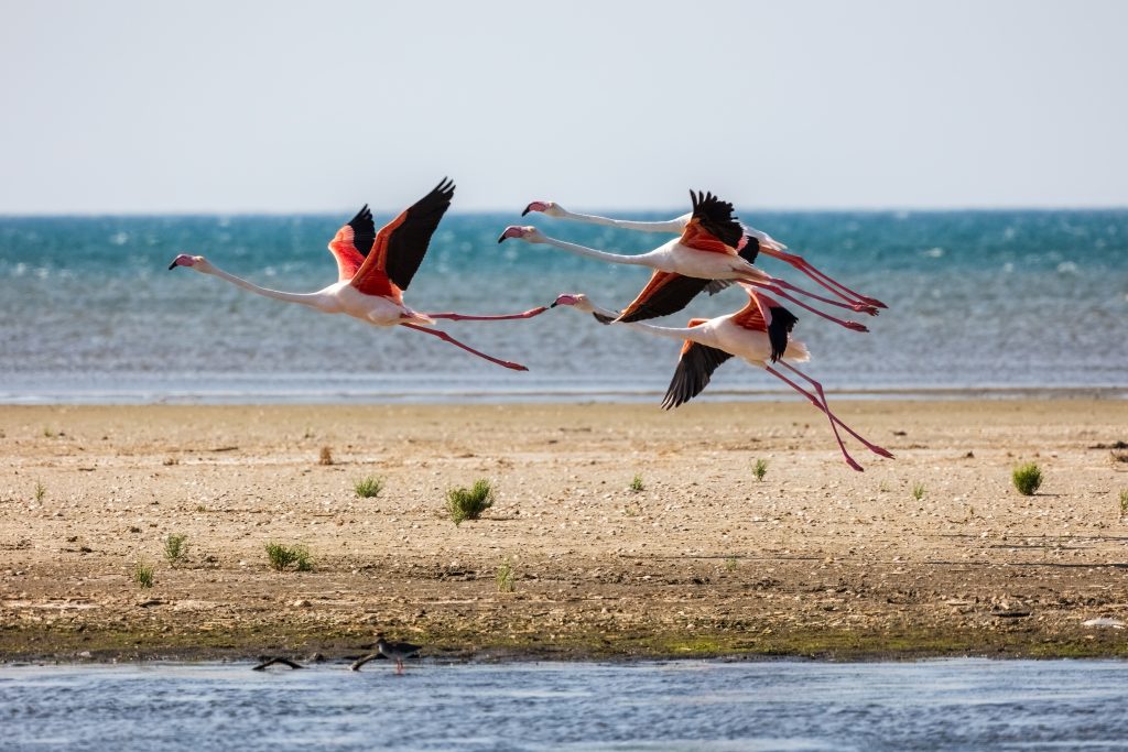 A,Flock,Of,Pink,Flying,Flamingos,On,The,Beach,Of
