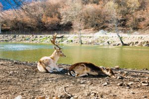 Έδεσσα, Πέλλα, Παλαιός Άγιος Αθανάσιος