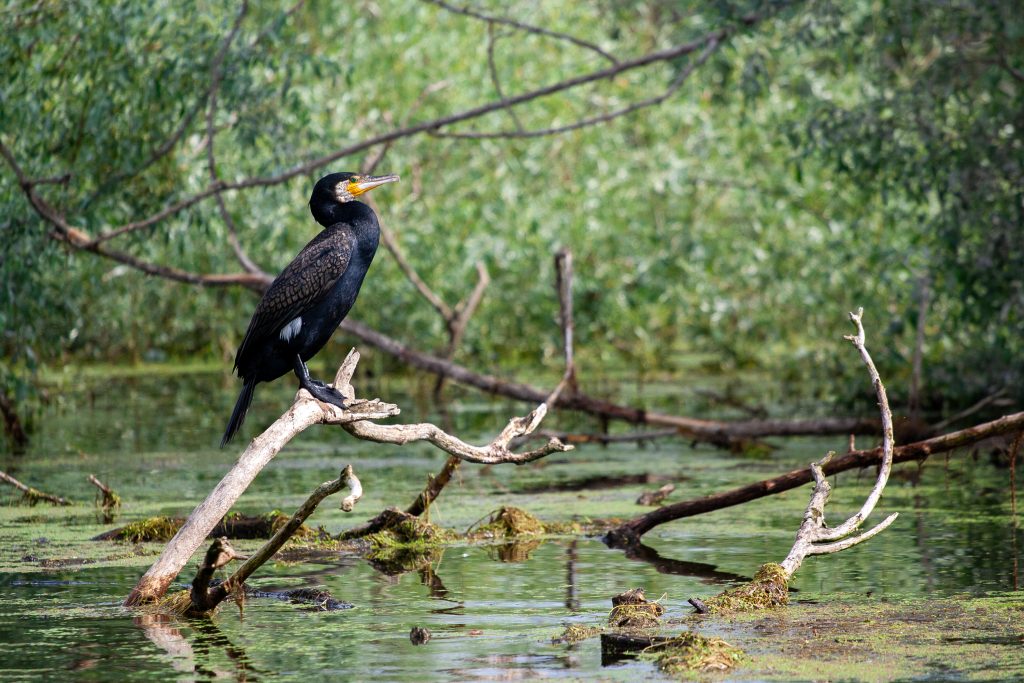 Κορμοράνος στη λίμνη Κερκίνη ©iStock