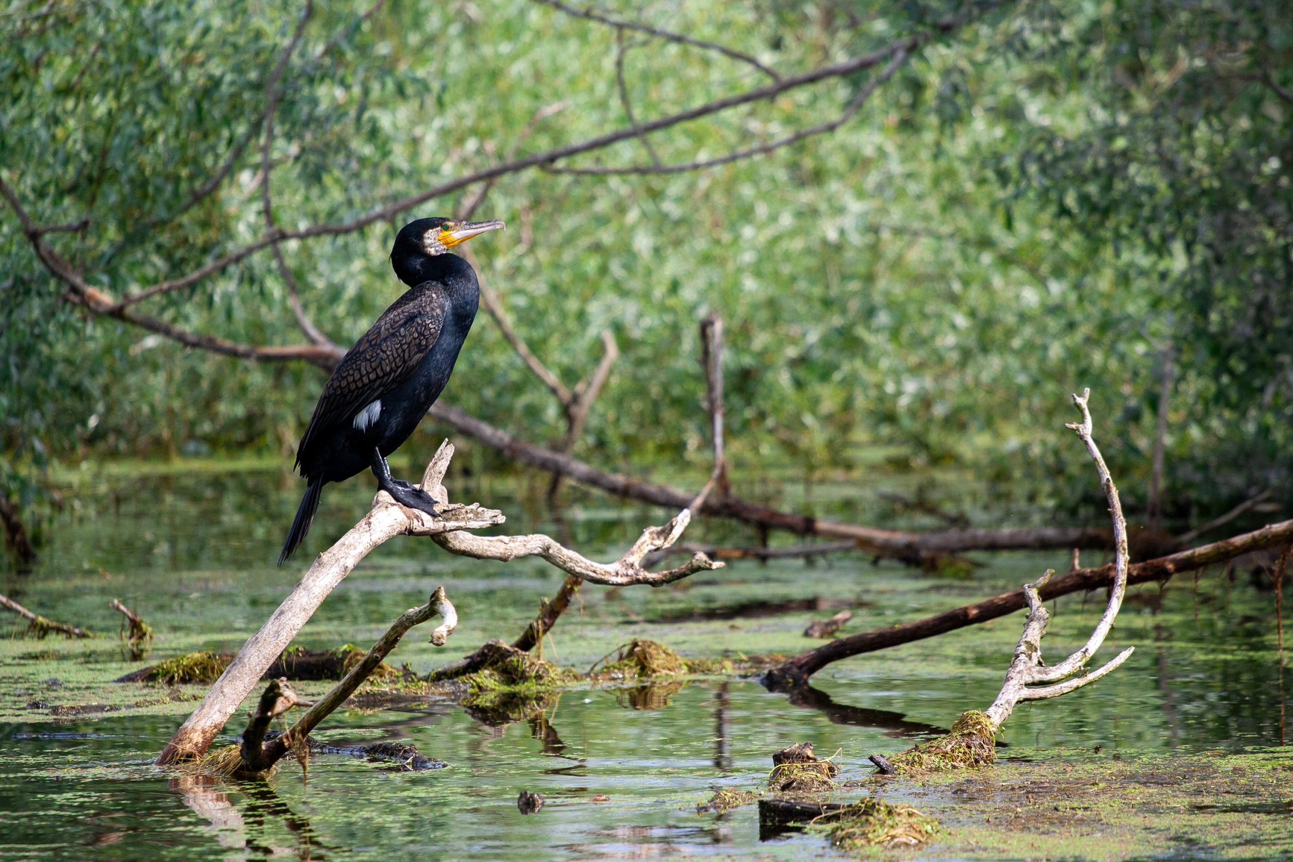 Κορμοράνος στη λίμνη Κερκίνη ©iStock